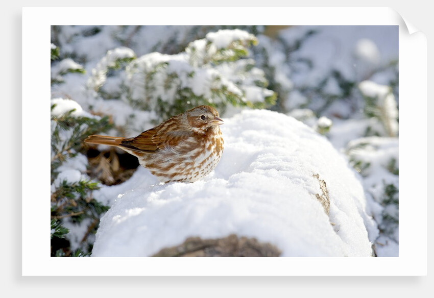 Fox Sparrow by Anonymous