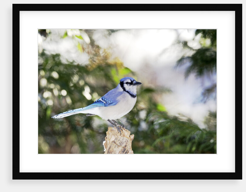 Blue Jay by Anonymous