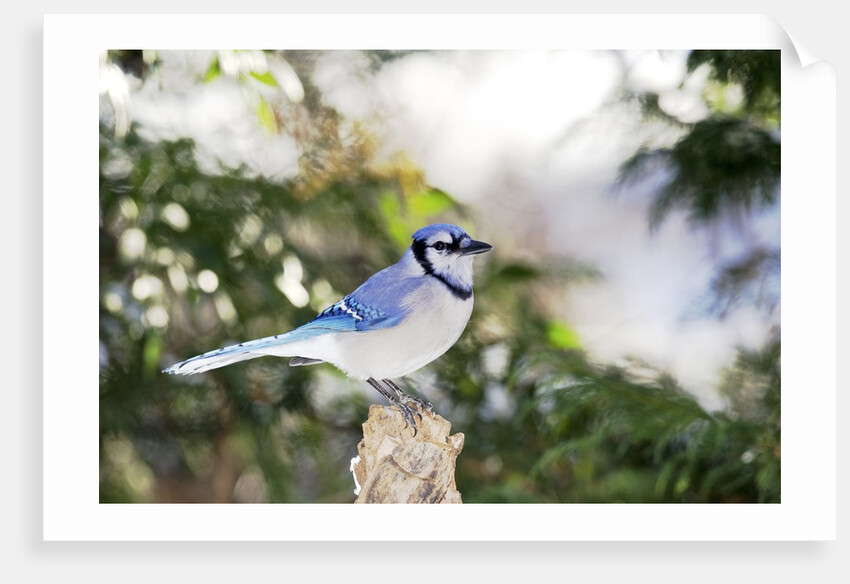 Blue Jay by Anonymous