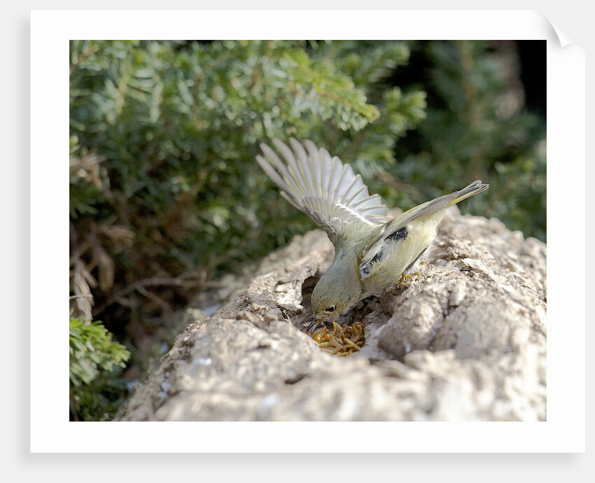 Ruby-crowned Kinglet by Anonymous