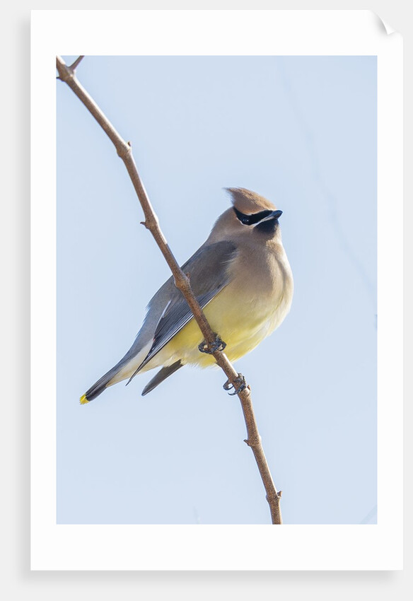 Cedar Waxwing by Anonymous