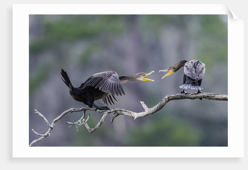 Double-crested Cormorant by Anonymous