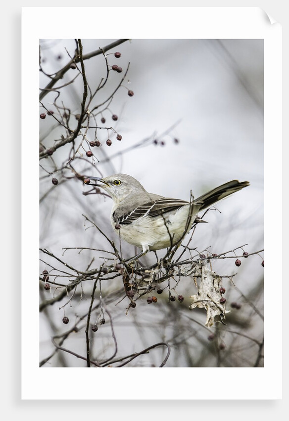 Northern Mockingbird by Anonymous