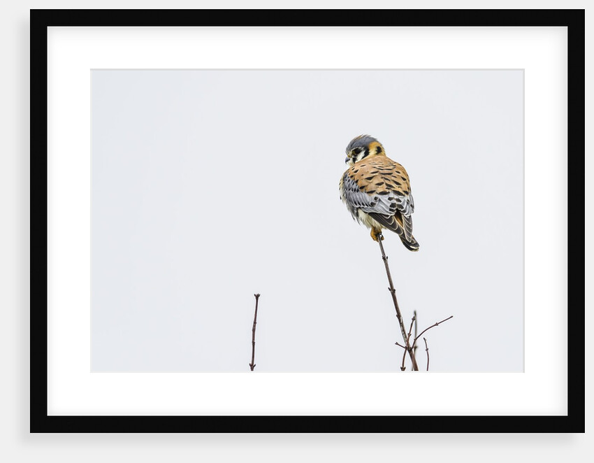 American Kestrel by Anonymous