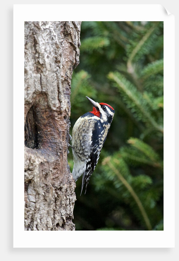 Yellow-bellied Sapsucker by Anonymous