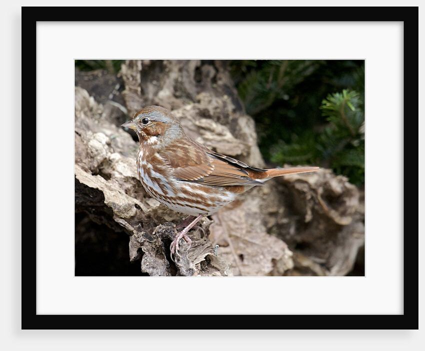 Fox Sparrow by Anonymous