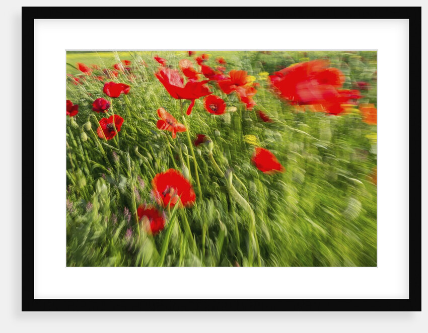 Massa Marittima by Anonymous