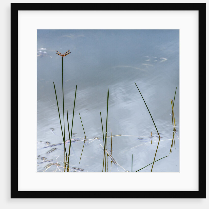 Wetlands reflections by Anonymous