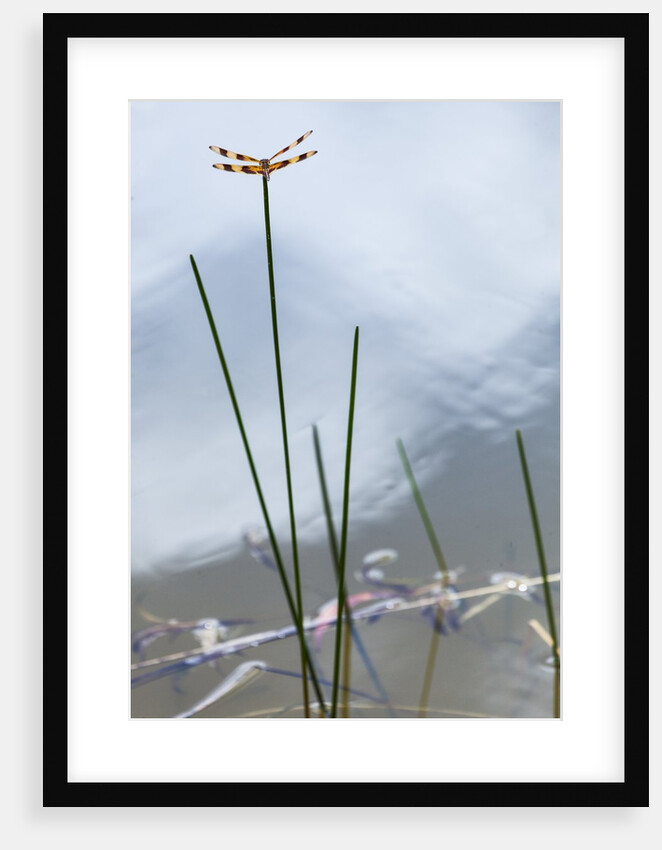 Dragonfly on grass stem by Anonymous