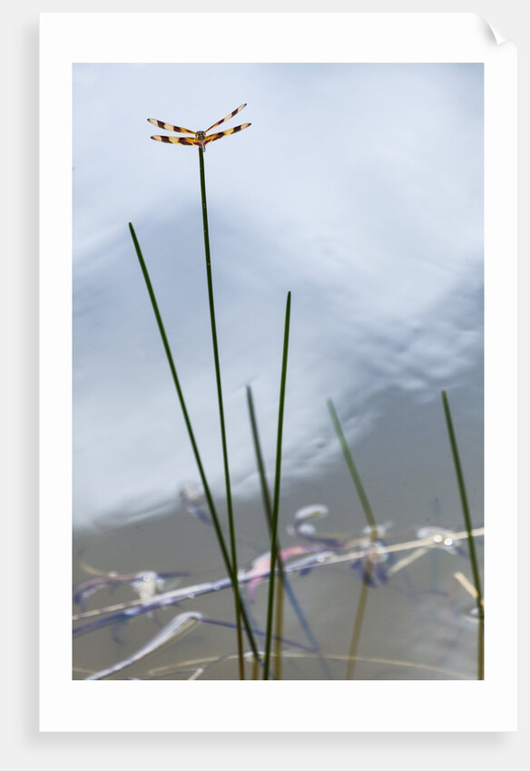 Dragonfly on grass stem by Anonymous