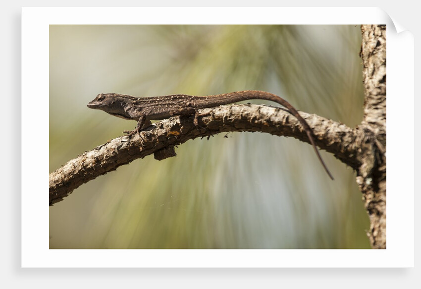 Brown anole lizard by Anonymous