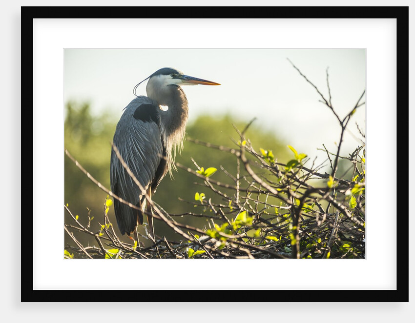 Great Blue Heron (Ardea herodias) bird by Anonymous