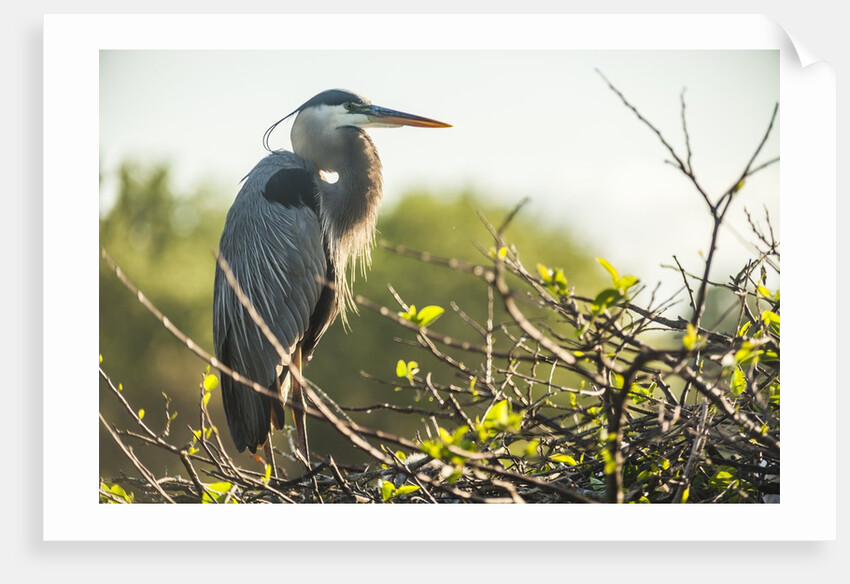 Great Blue Heron (Ardea herodias) bird by Anonymous