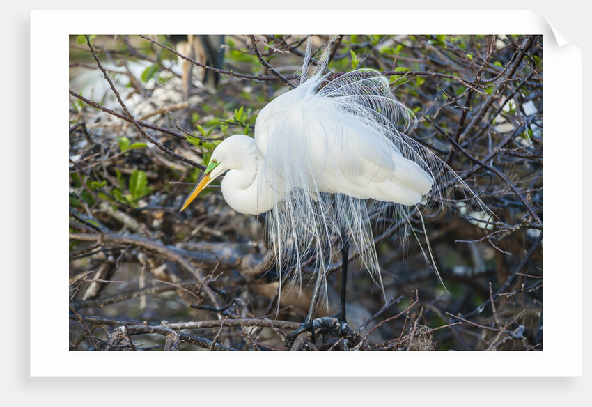 Great White Egret at the Wakodahatchee Wetlands by Anonymous