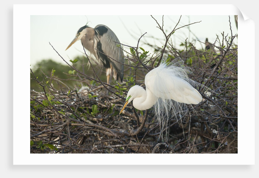 Great Blue Heron and Great White Egret by Anonymous