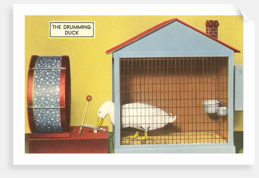 The Drumming Duck by Anonymous