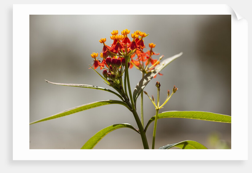West Indian lantana flowers by Anonymous