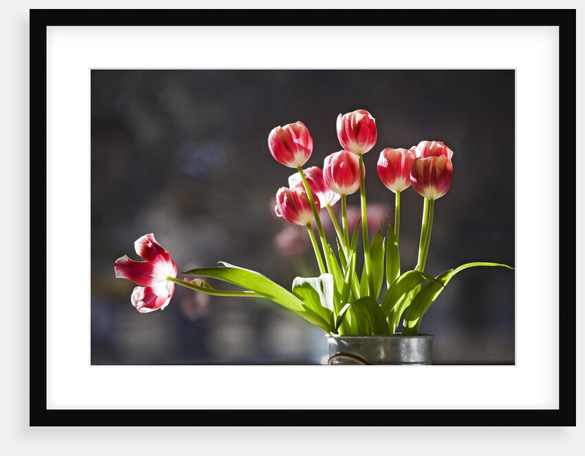 A vase of red and white tulips sitting in a window in the sunshine by Anonymous