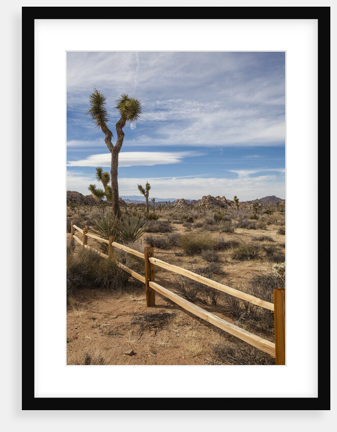 Joshua Tree National Park by Anonymous
