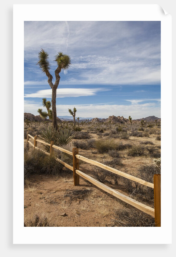 Joshua Tree National Park by Anonymous