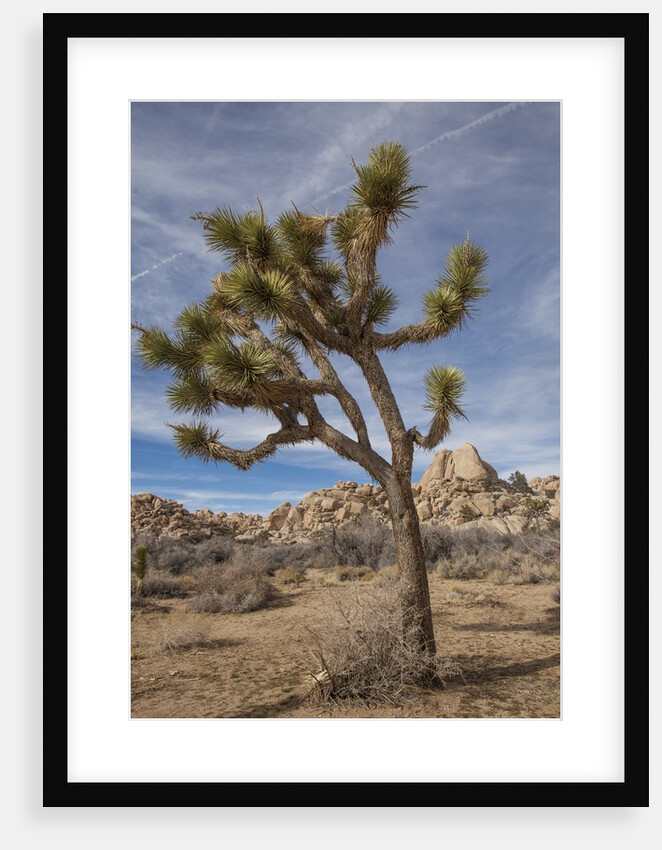 Joshua Tree National Park by Anonymous