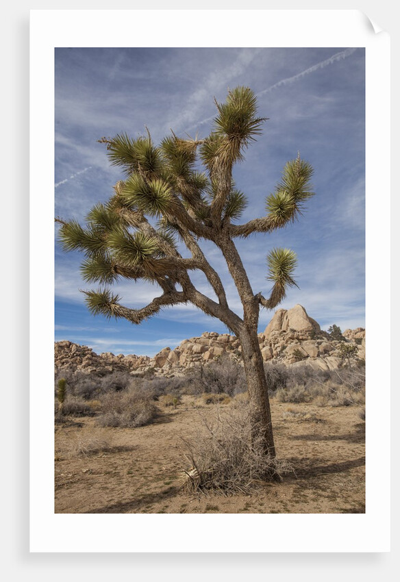 Joshua Tree National Park by Anonymous