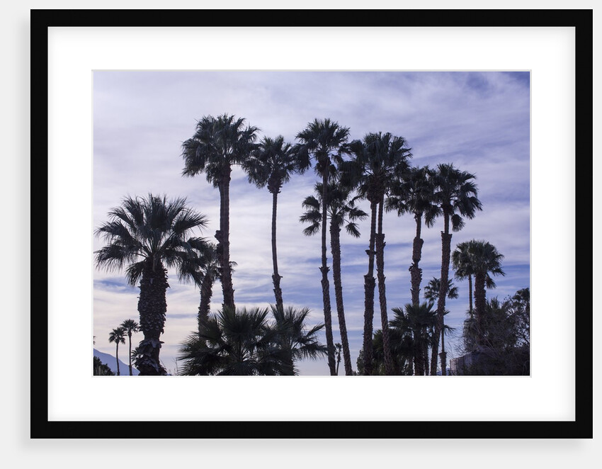 California Fan Palms by Anonymous