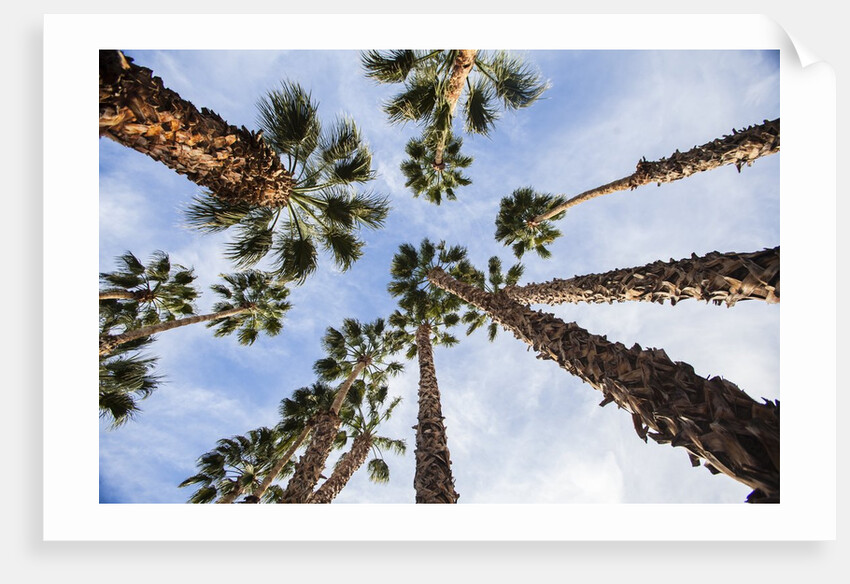 California Fan Palms by Anonymous