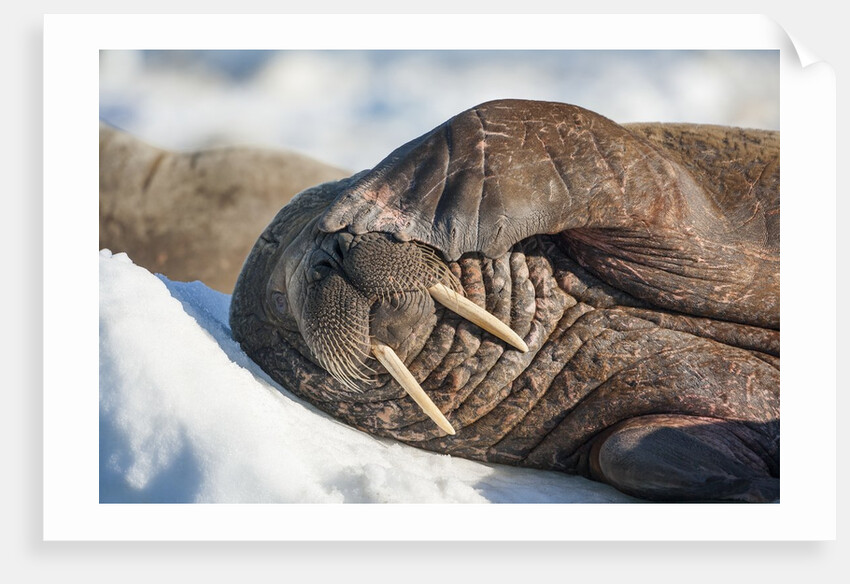 Walrus on Sea Ice, Hudson Bay, Nunavut, Canada by Anonymous