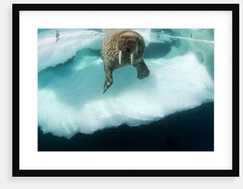 Underwater View of Walrus, Hudson Bay, Nunavut, Canada by Anonymous