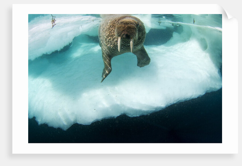 Underwater View of Walrus, Hudson Bay, Nunavut, Canada by Anonymous