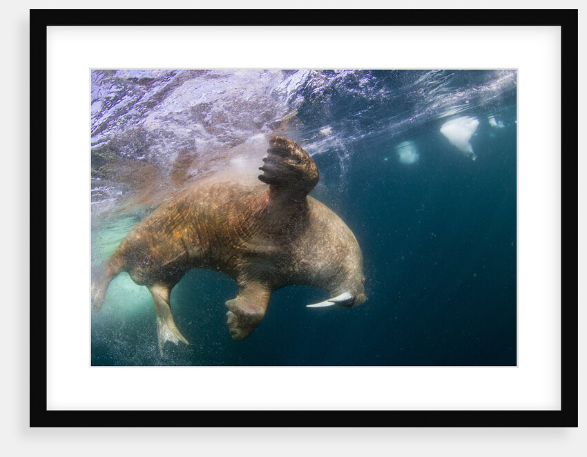 Underwater Walrus, Hudson Bay, Nunavut, Canada by Anonymous