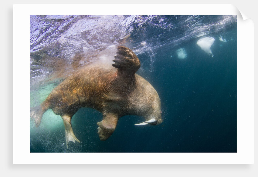 Underwater Walrus, Hudson Bay, Nunavut, Canada by Anonymous