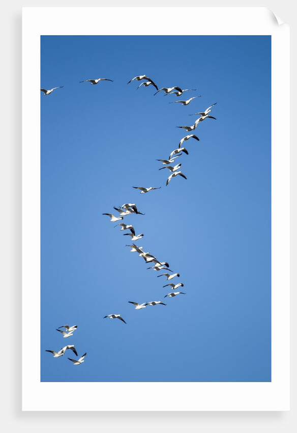 Snow Geese, New Mexico by Anonymous