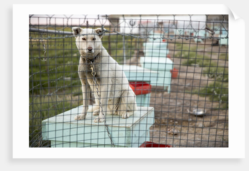 Sled Dog, Rankin Inlet, Nunavut, Canada by Anonymous