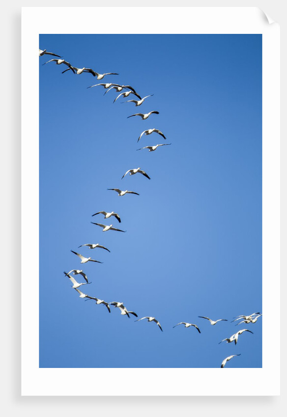 Snow Geese, New Mexico by Anonymous