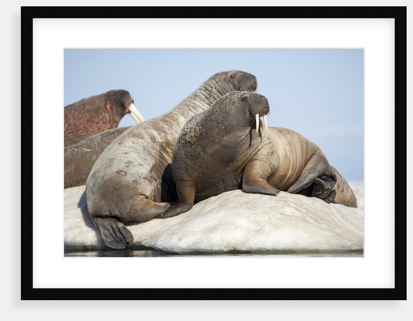 Walrus Herd on Ice, Hudson Bay, Nunavut, Canada by Anonymous