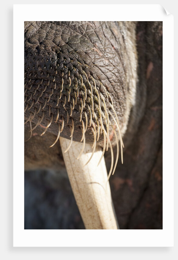 Walrus Whiskers and Tusk, Hudson Bay, Nunavut, Canada by Anonymous
