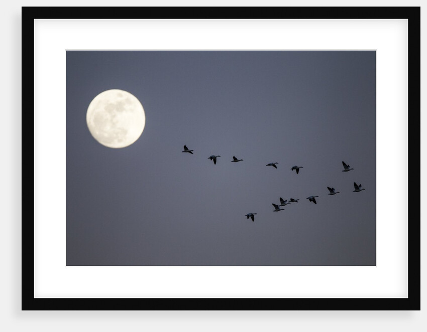 Snow Geese and Full Moon, New Mexico by Anonymous