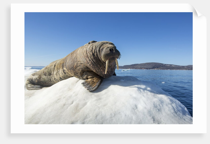 Walrus on Ice, Hudson Bay, Nunavut, Canada by Anonymous