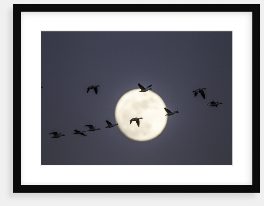 Snow Geese and Full Moon, New Mexico by Anonymous