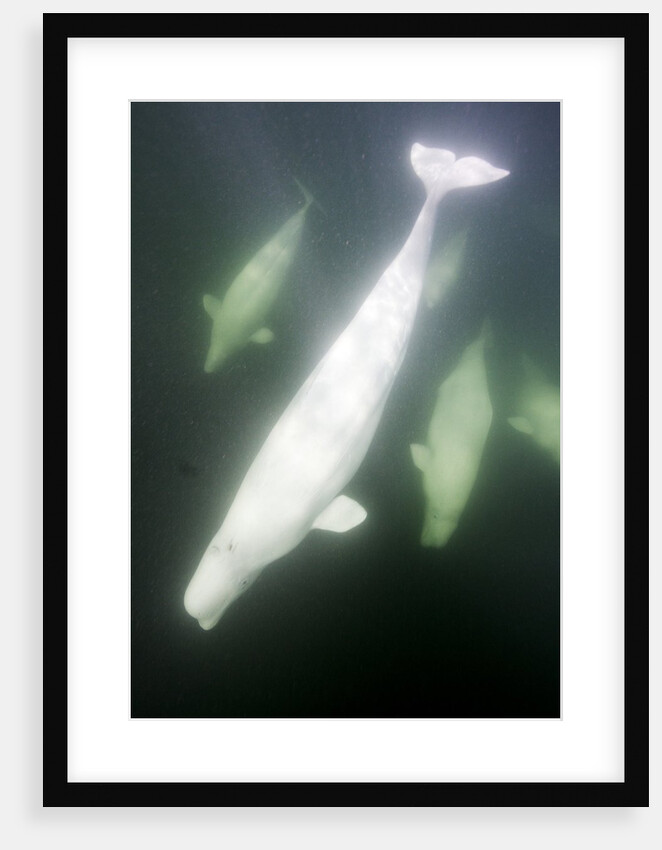 Underwater Beluga Whales, Hudson Bay, Canada by Anonymous