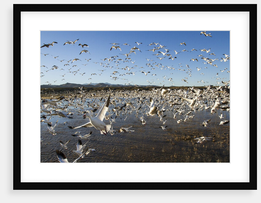 Snow Geese, Bosque del Apache National Wildlife Refuge, New Mexico by Anonymous