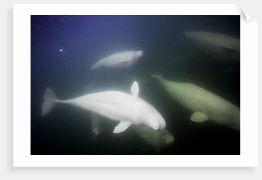 Underwater Beluga Whales, Hudson Bay, Canada by Anonymous