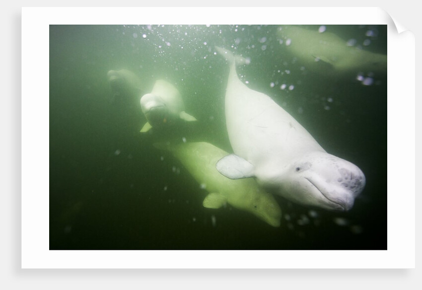 Underwater Beluga Whales, Hudson Bay, Canada by Anonymous