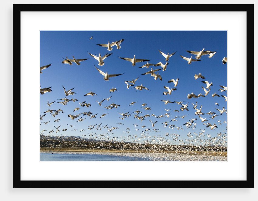 Snow Geese, Bosque del Apache National Wildlife Refuge, New Mexico by Anonymous