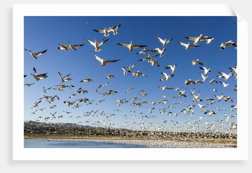 Snow Geese, Bosque del Apache National Wildlife Refuge, New Mexico by Anonymous