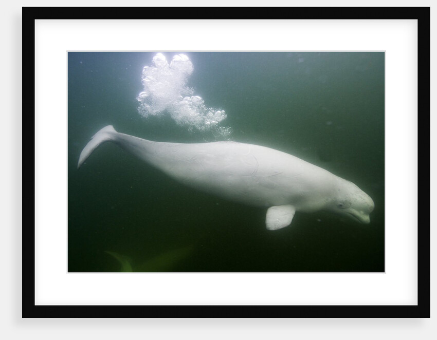 Underwater Beluga Whale, Hudson Bay, Canada by Anonymous