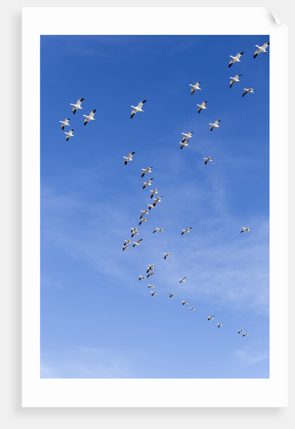 Snow Geese, New Mexico by Anonymous