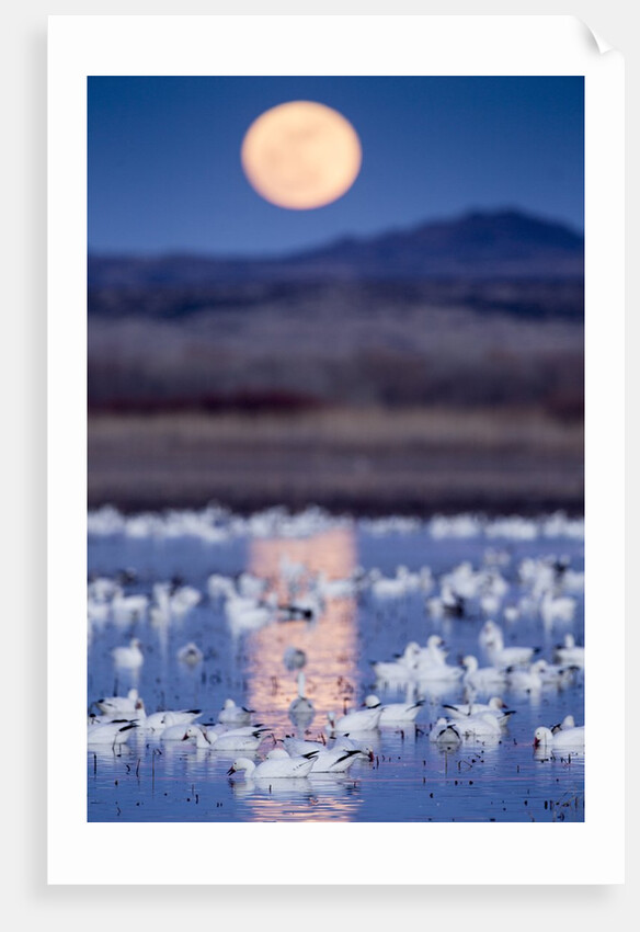 Snow Geese and Full Moon, New Mexico by Anonymous